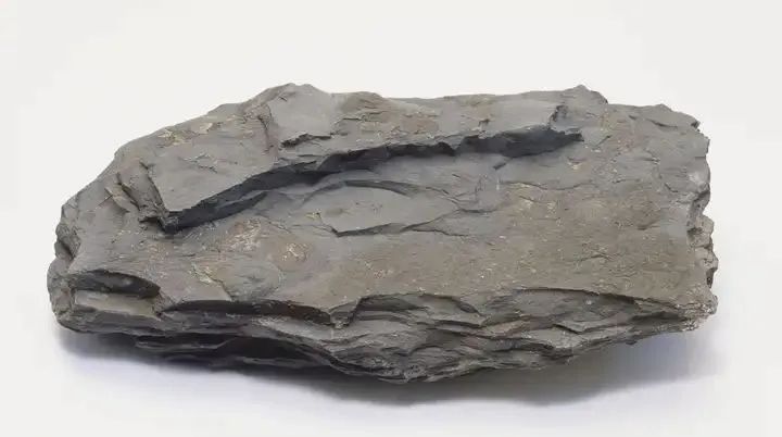 新品登場 | 頁巖石樺奴，獨家一比一復刻伯吉斯頁巖